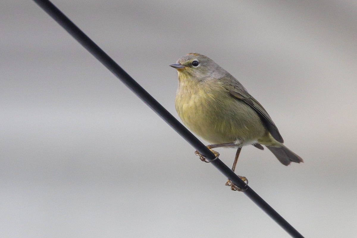 Orange-crowned Warbler - ML296384221