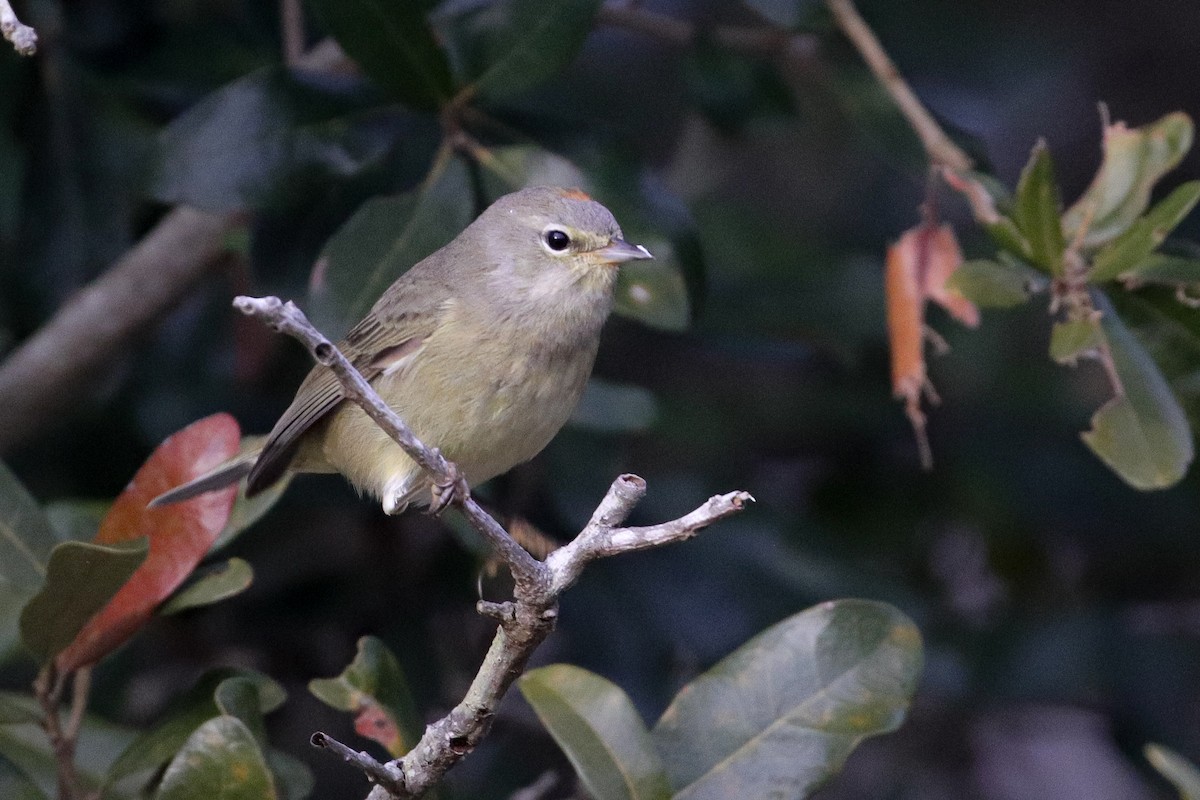 Orange-crowned Warbler - ML296384231