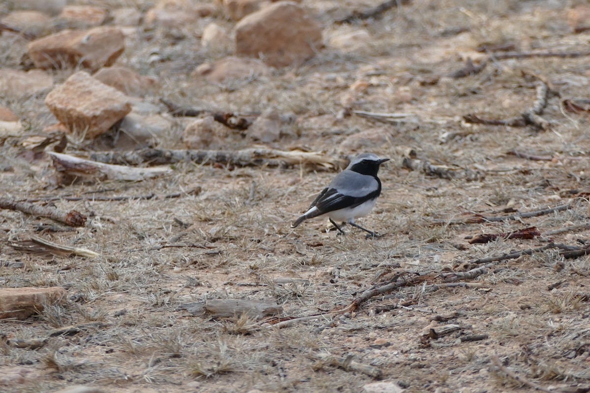 Somali Wheatear - ML296385221