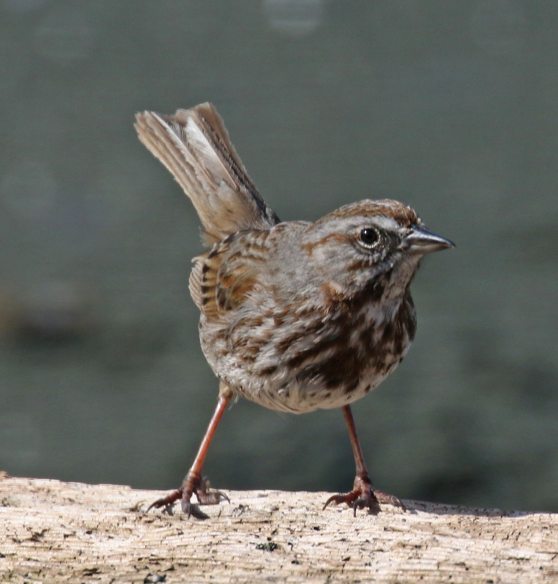 Song Sparrow (sanaka/maxima) - Jordan Roderick