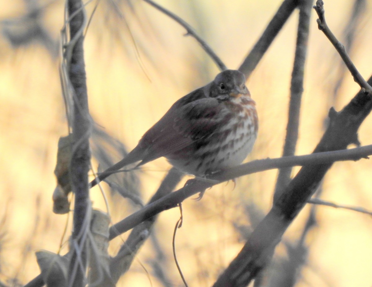 Fox Sparrow (Red) - ML296387301