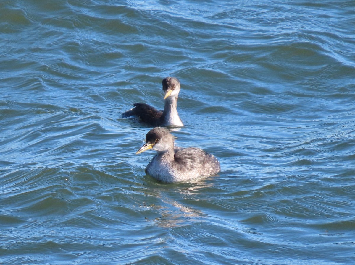 Red-necked Grebe - Daisy Paul