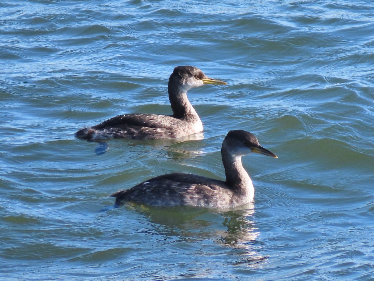 Red-necked Grebe - ML296388321