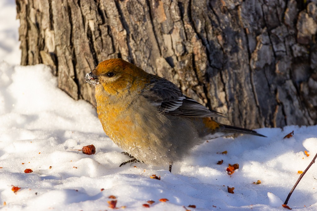 Pine Grosbeak - Abraham Bowring