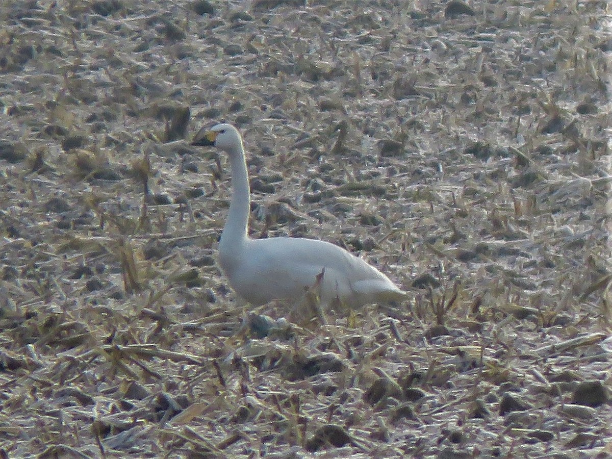 Tundra Swan - ML296391221