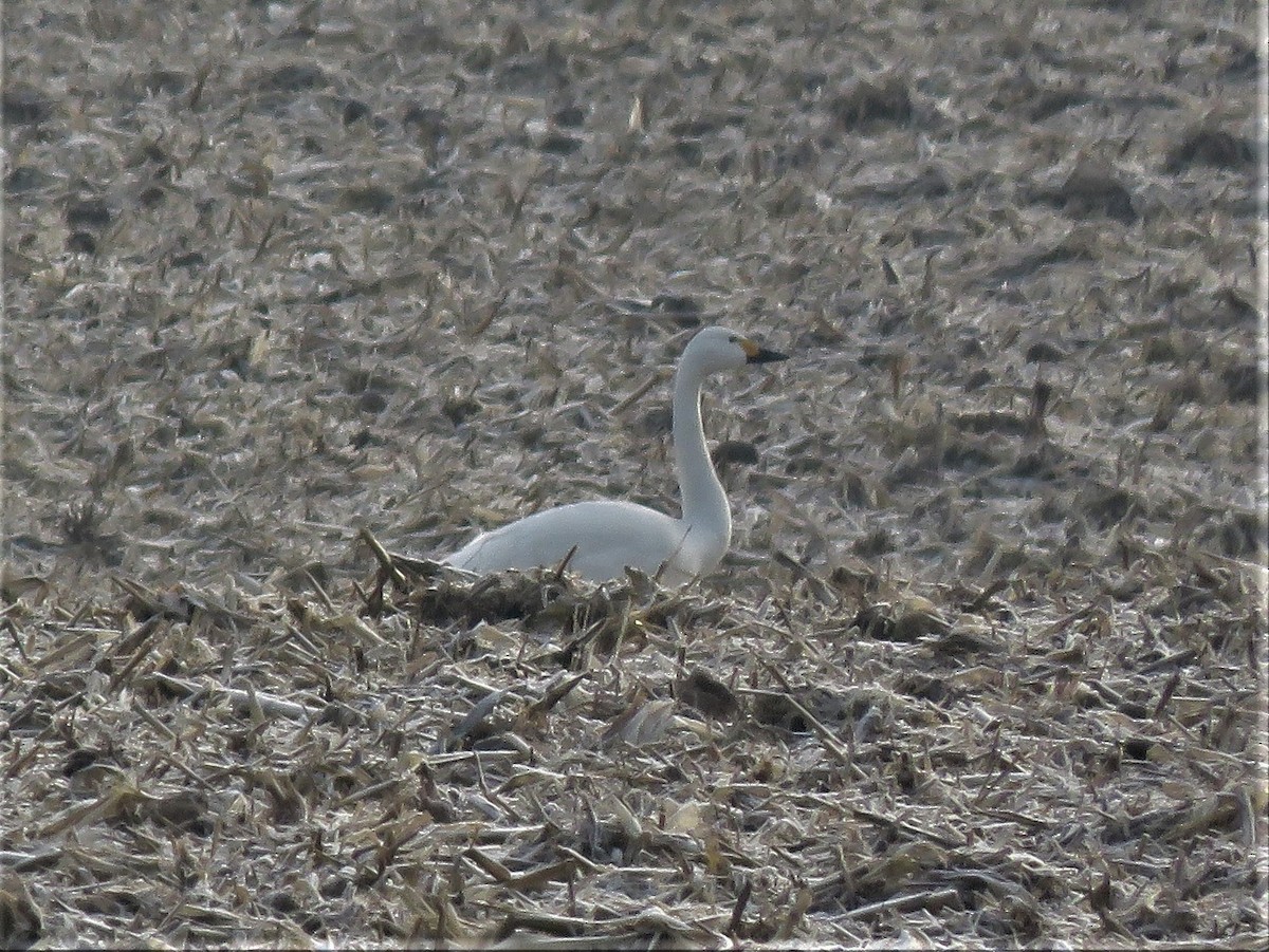 Tundra Swan - ML296391251