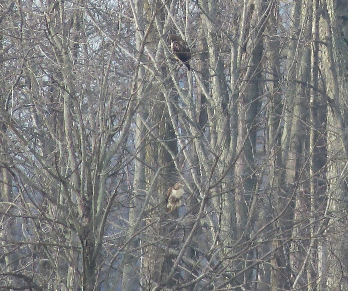 Red-tailed Hawk - ML296391381