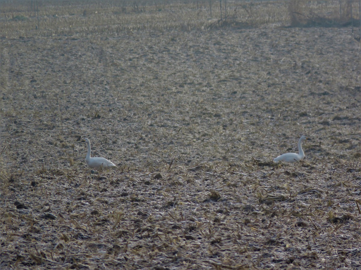 Tundra Swan - ML296391841