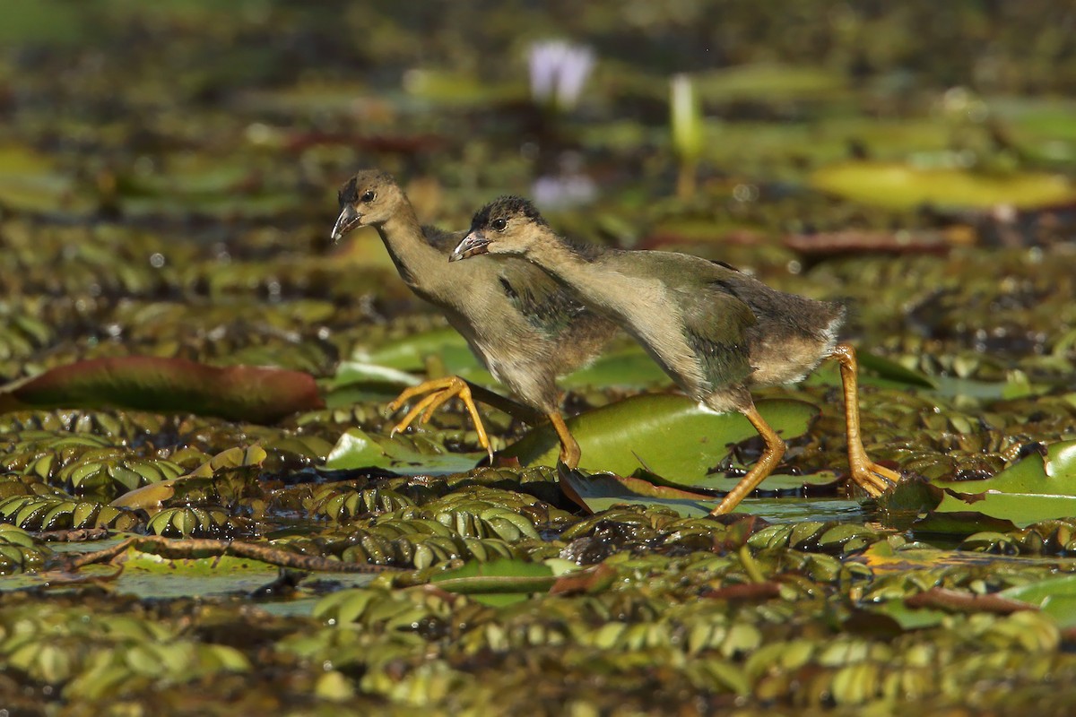 Purple Gallinule - ML296392041