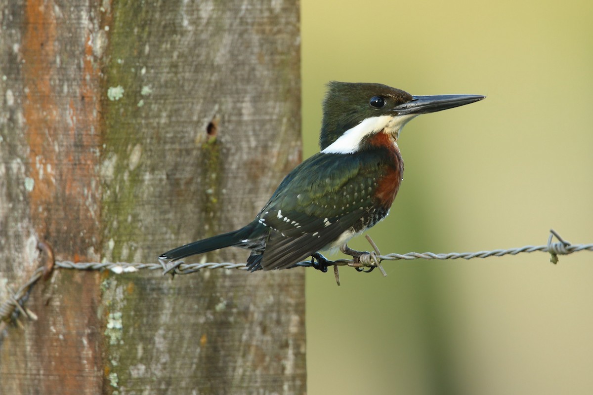 Green Kingfisher - ML296392261