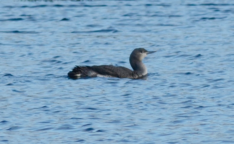 smålom - ML296392811