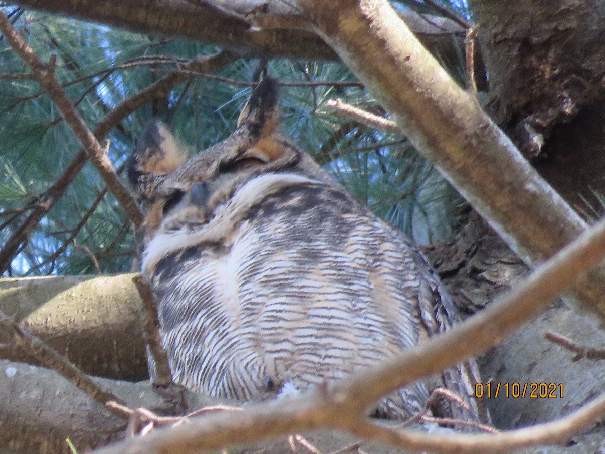 Great Horned Owl - ML296393081