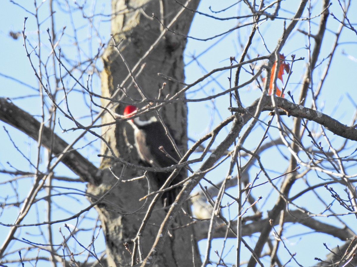 Pileated Woodpecker - Lydia Curtis