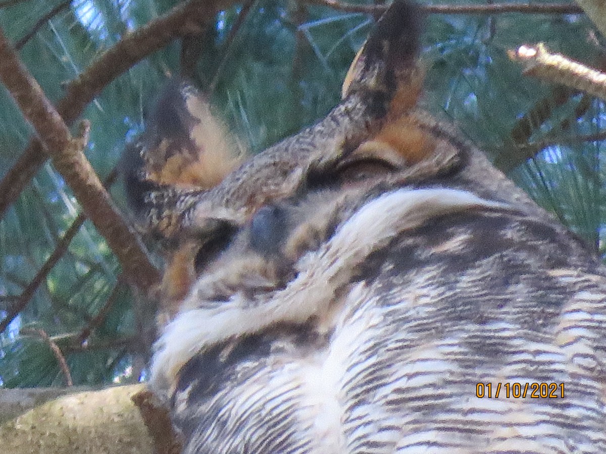 Great Horned Owl - ML296393241