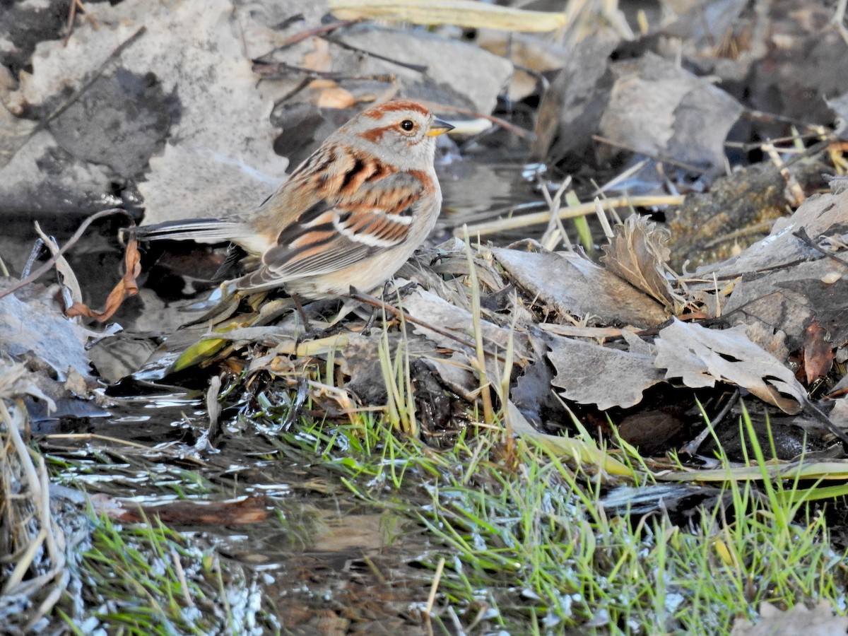 American Tree Sparrow - Lydia Curtis