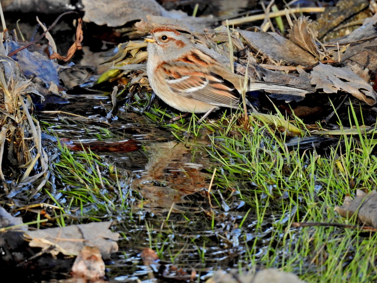 American Tree Sparrow - Lydia Curtis