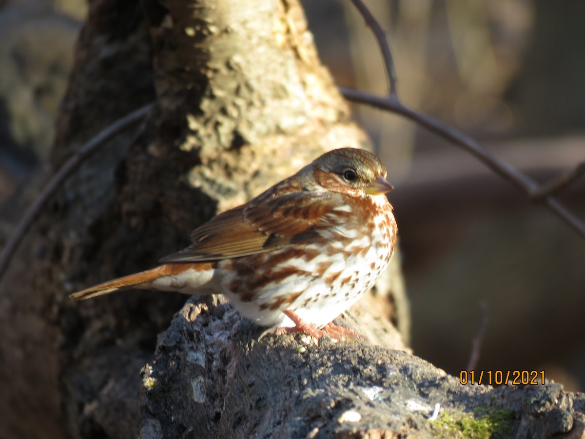 Fox Sparrow - ML296393421