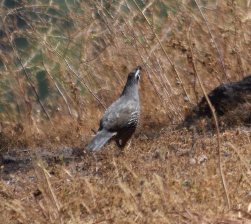 California Quail - ML296393521