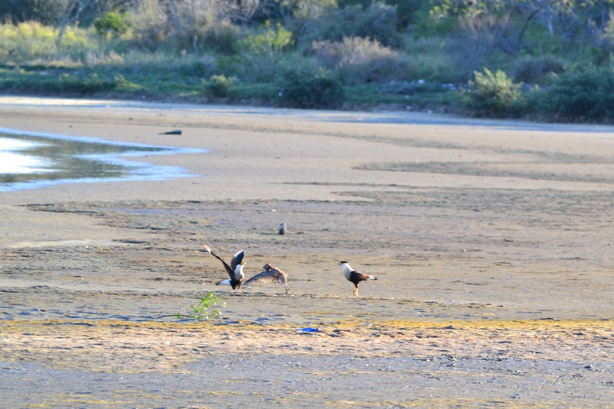 Red-shouldered Hawk - ML296394921