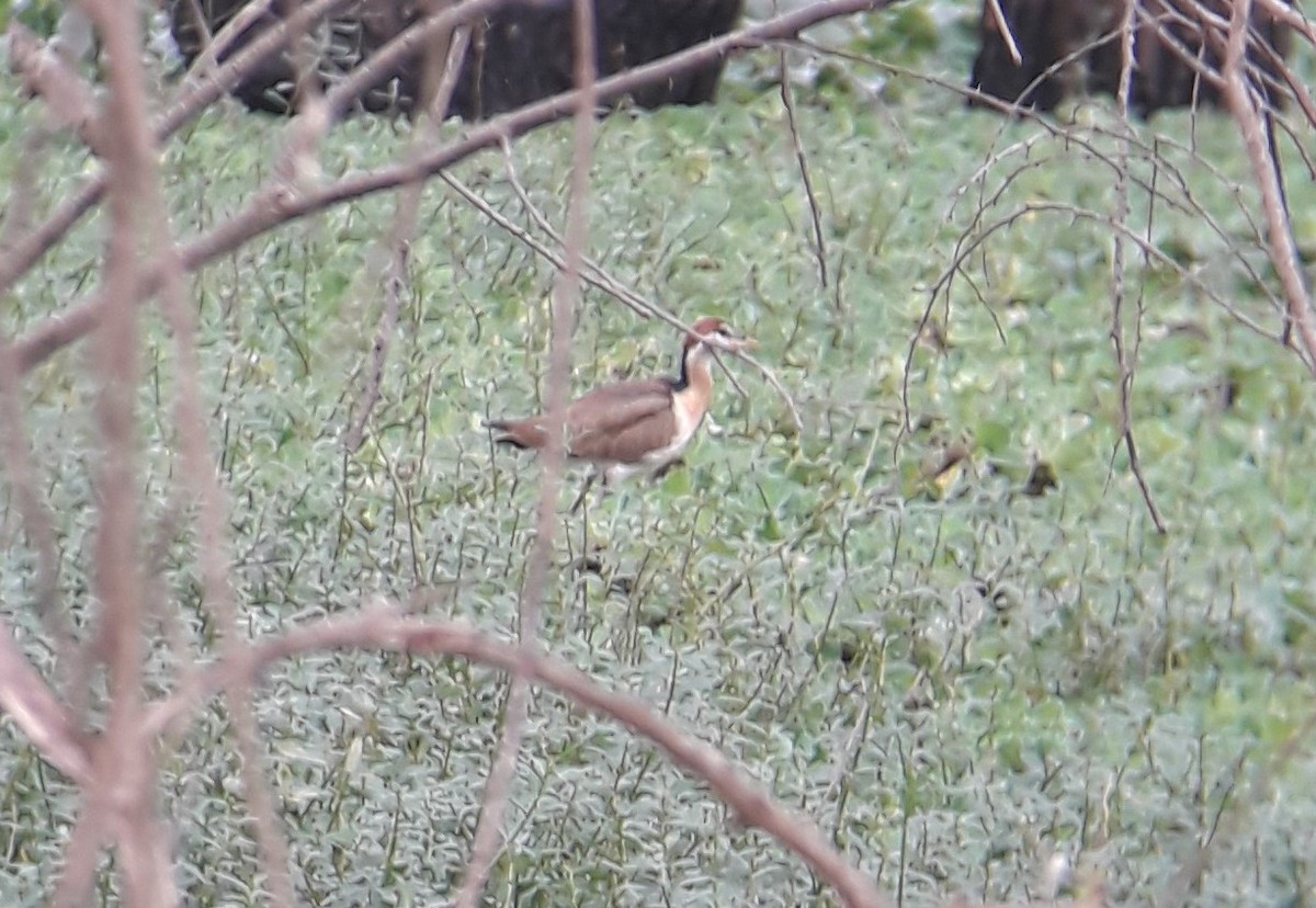 Bronze-winged Jacana - Steffin Babu