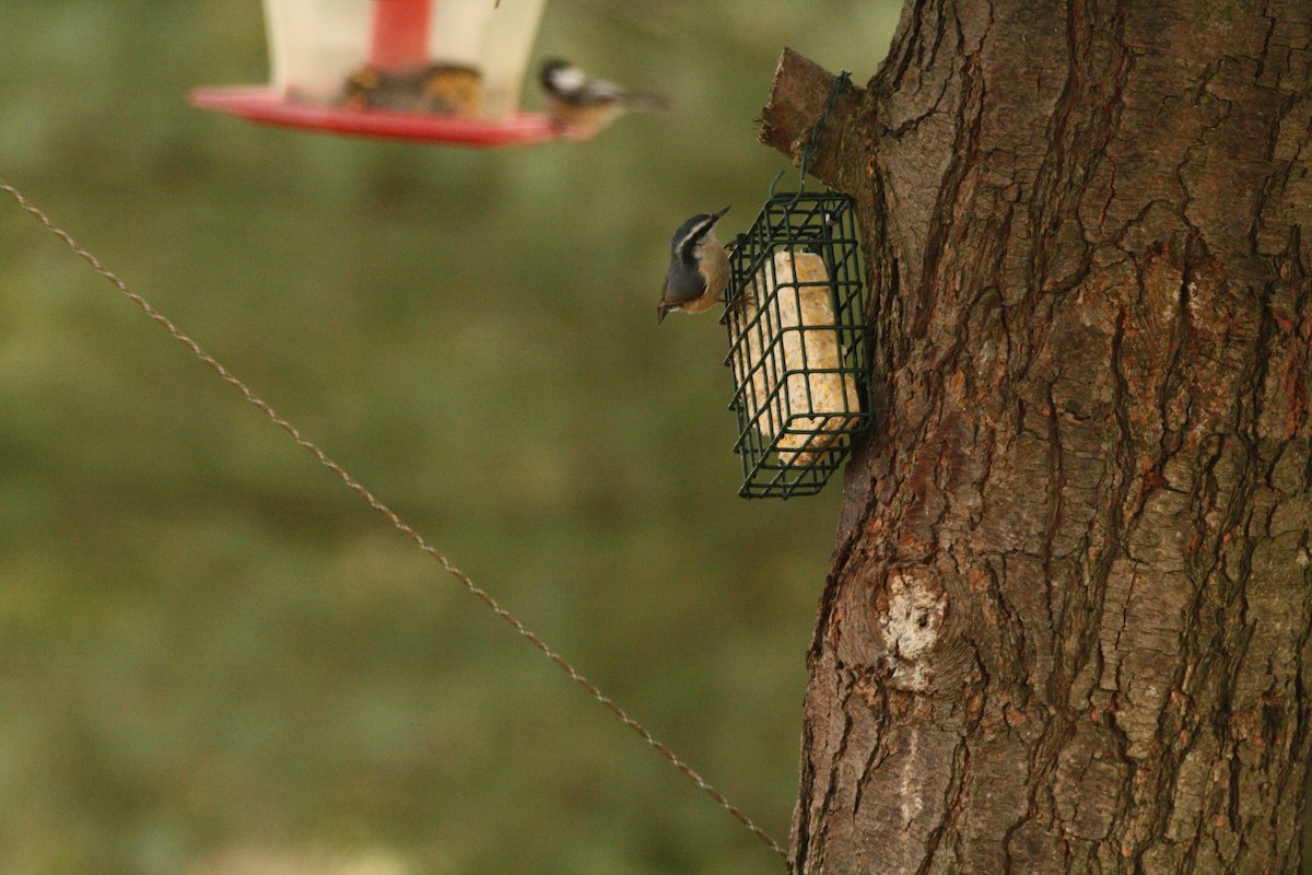 Red-breasted Nuthatch - ML296401511