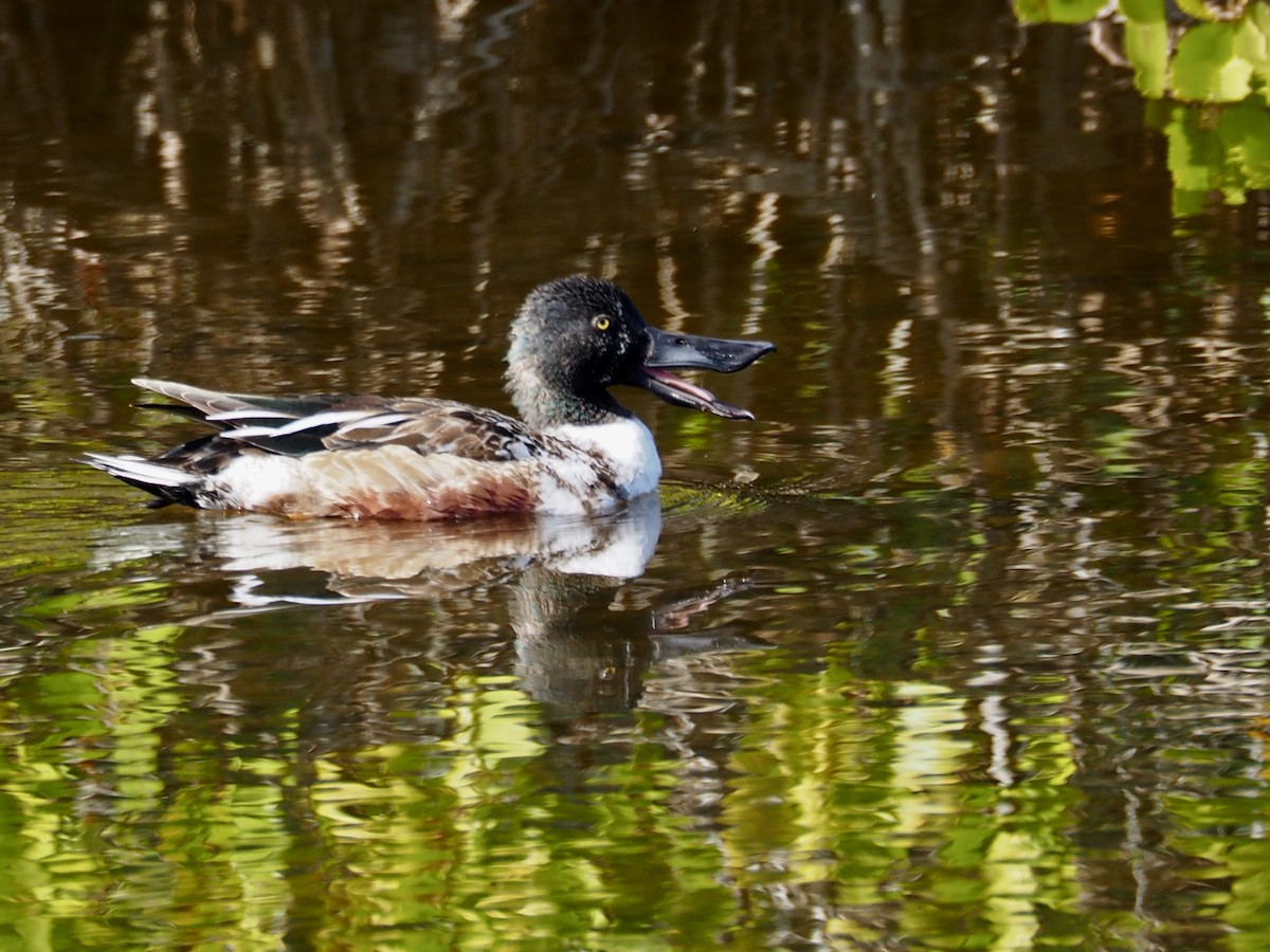 Northern Shoveler - ML296403781