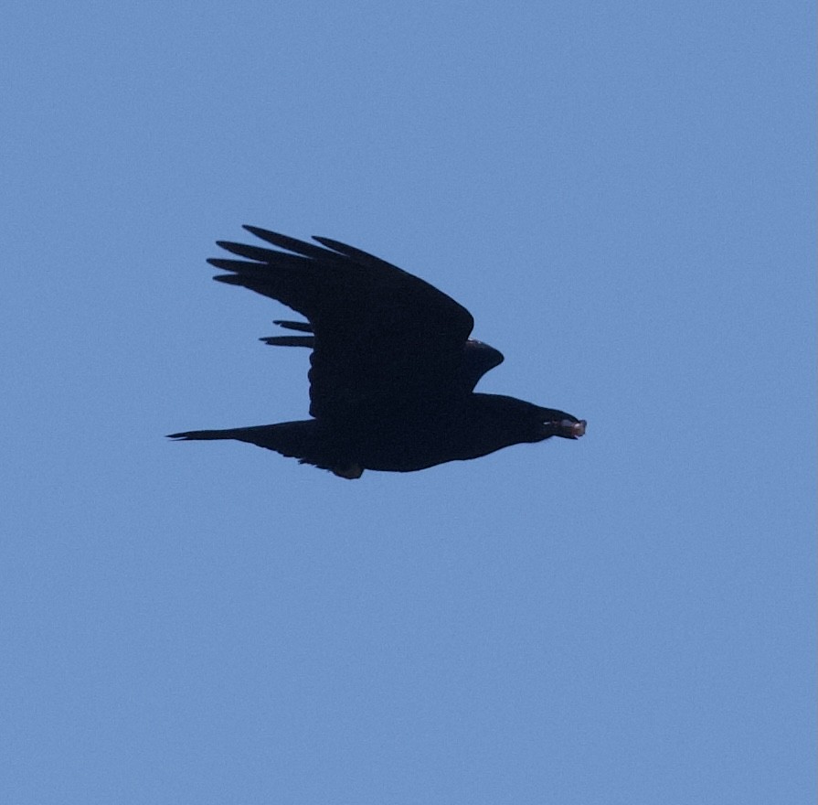 Common Raven - Patrick Taylor