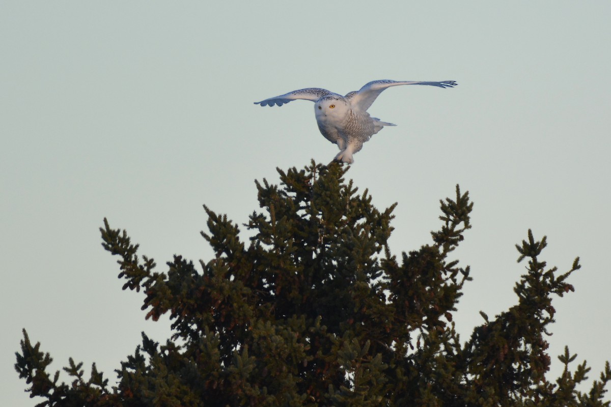 Snowy Owl - Ben Dixon