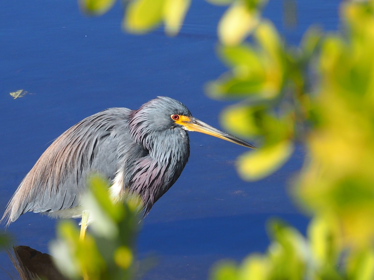 Tricolored Heron - ML296406131