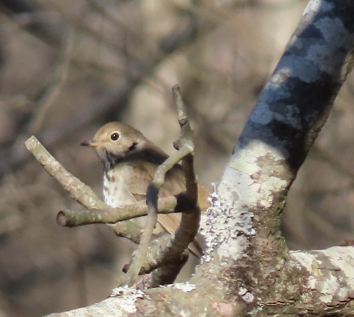 Hermit Thrush - ML296406531