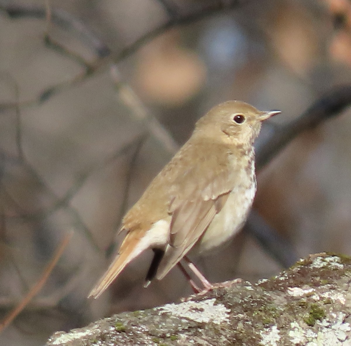 Hermit Thrush - ML296406571