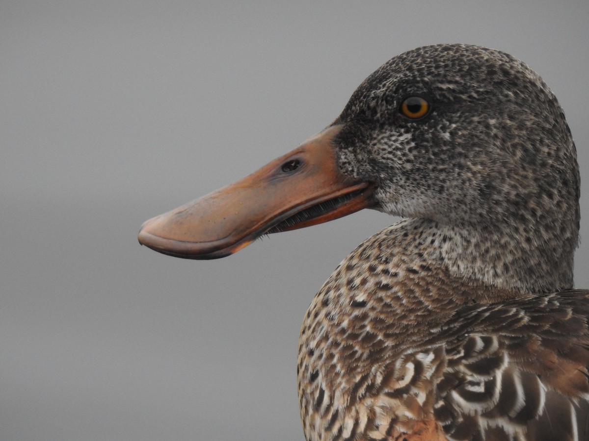 Northern Shoveler - ML296406611