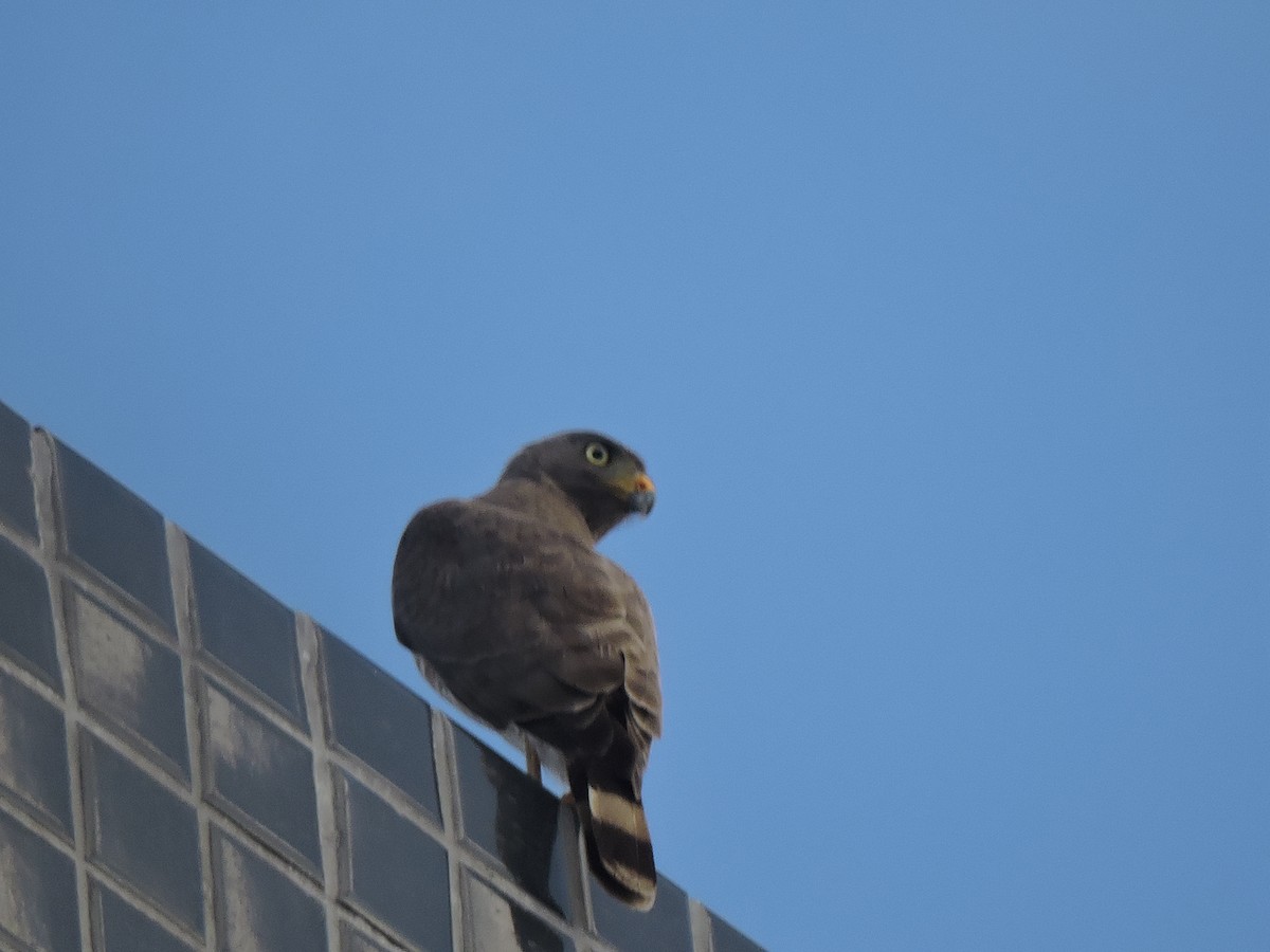 Roadside Hawk - ML296408091