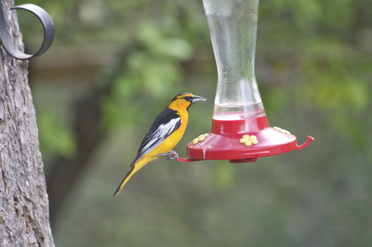 Bullock's Oriole - Sue Elwell