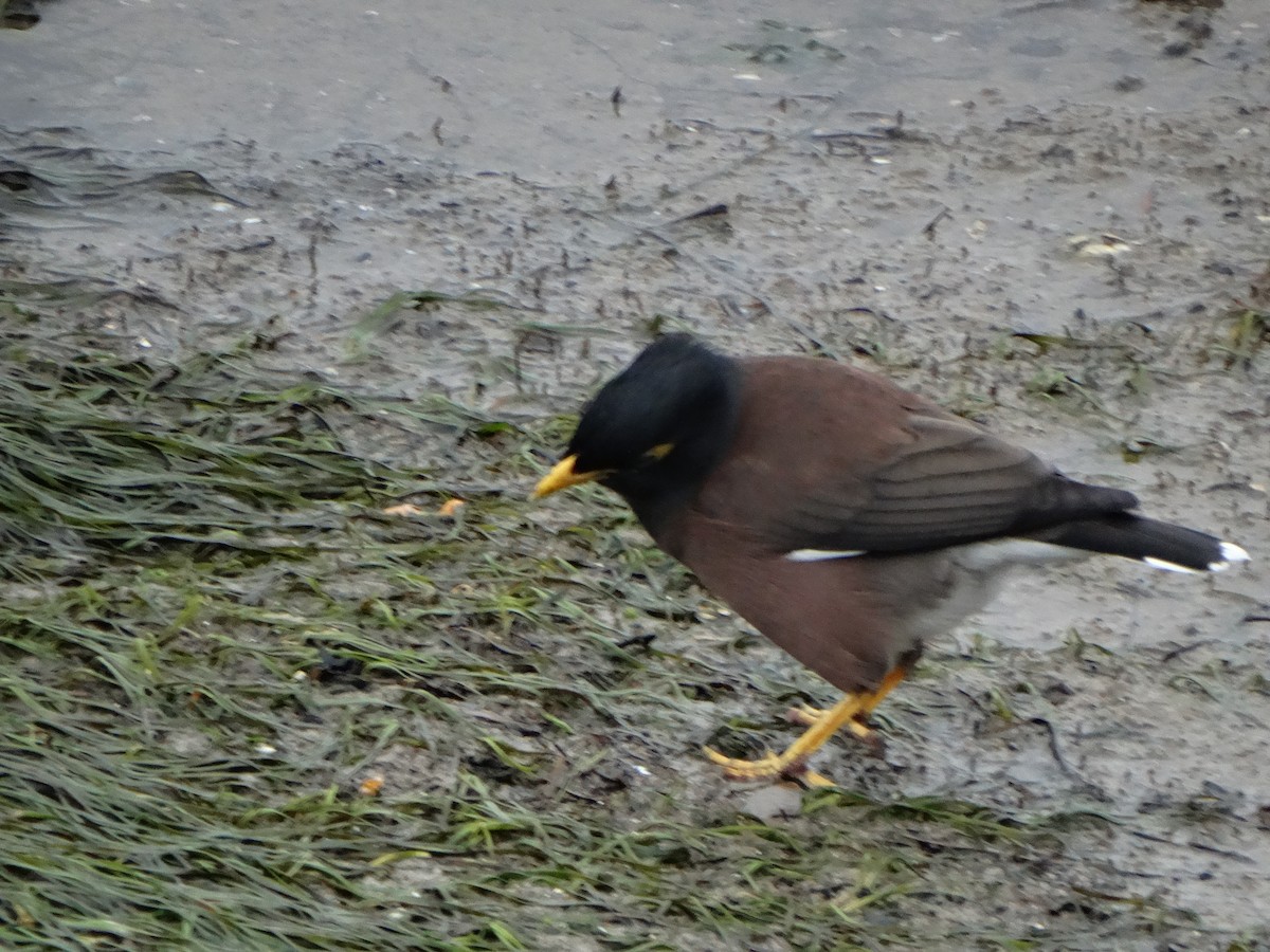 Common Myna - Paul Bartlett