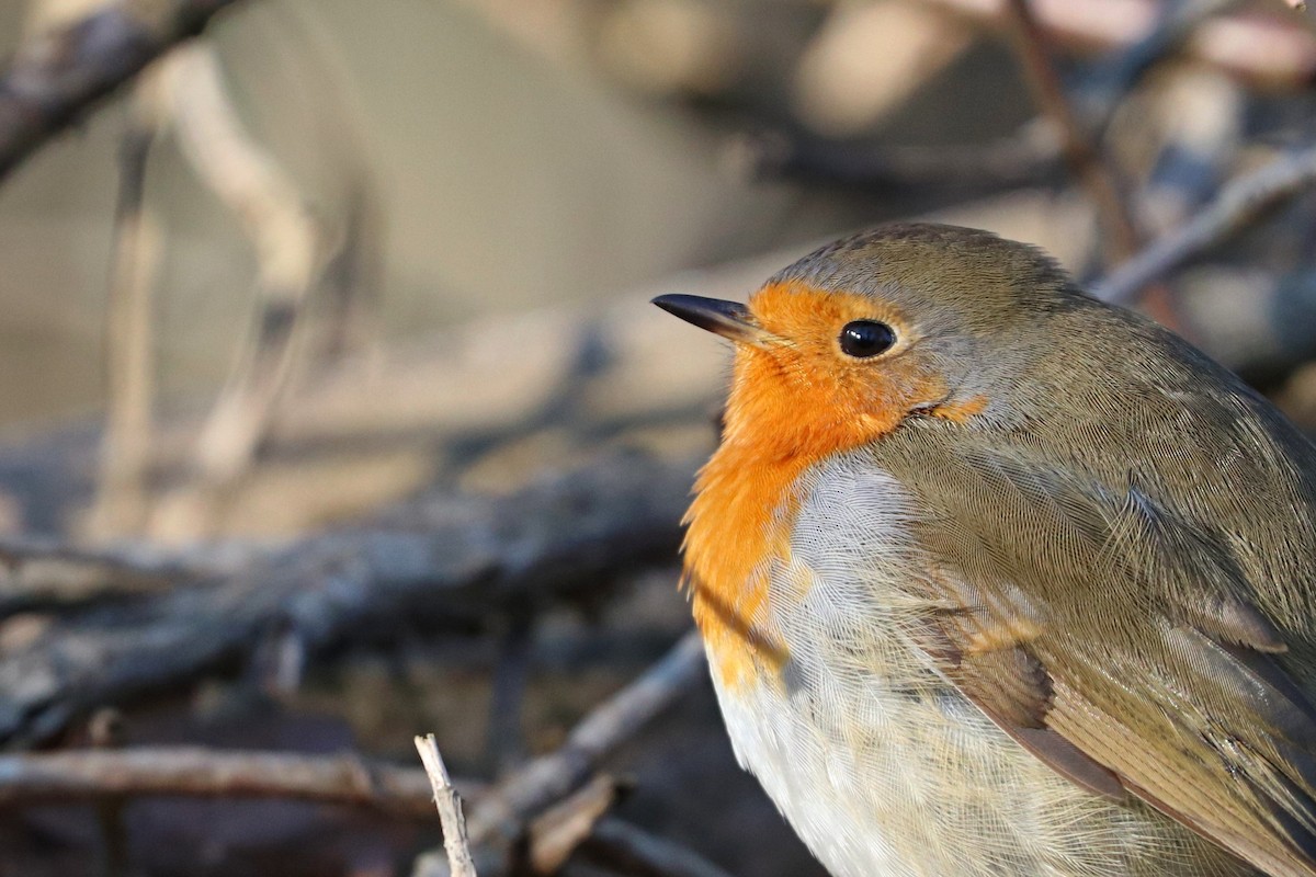 European Robin - ML296413941