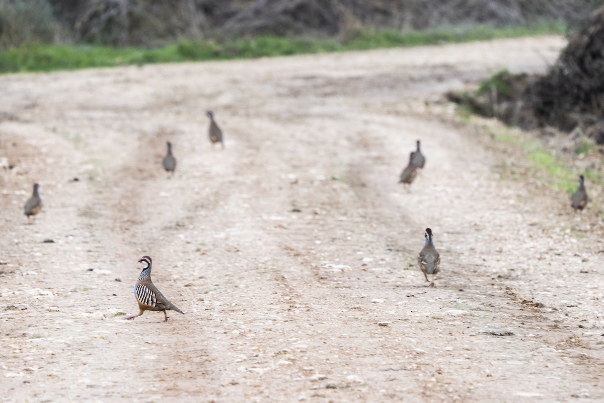 Red-legged Partridge - ML296414571