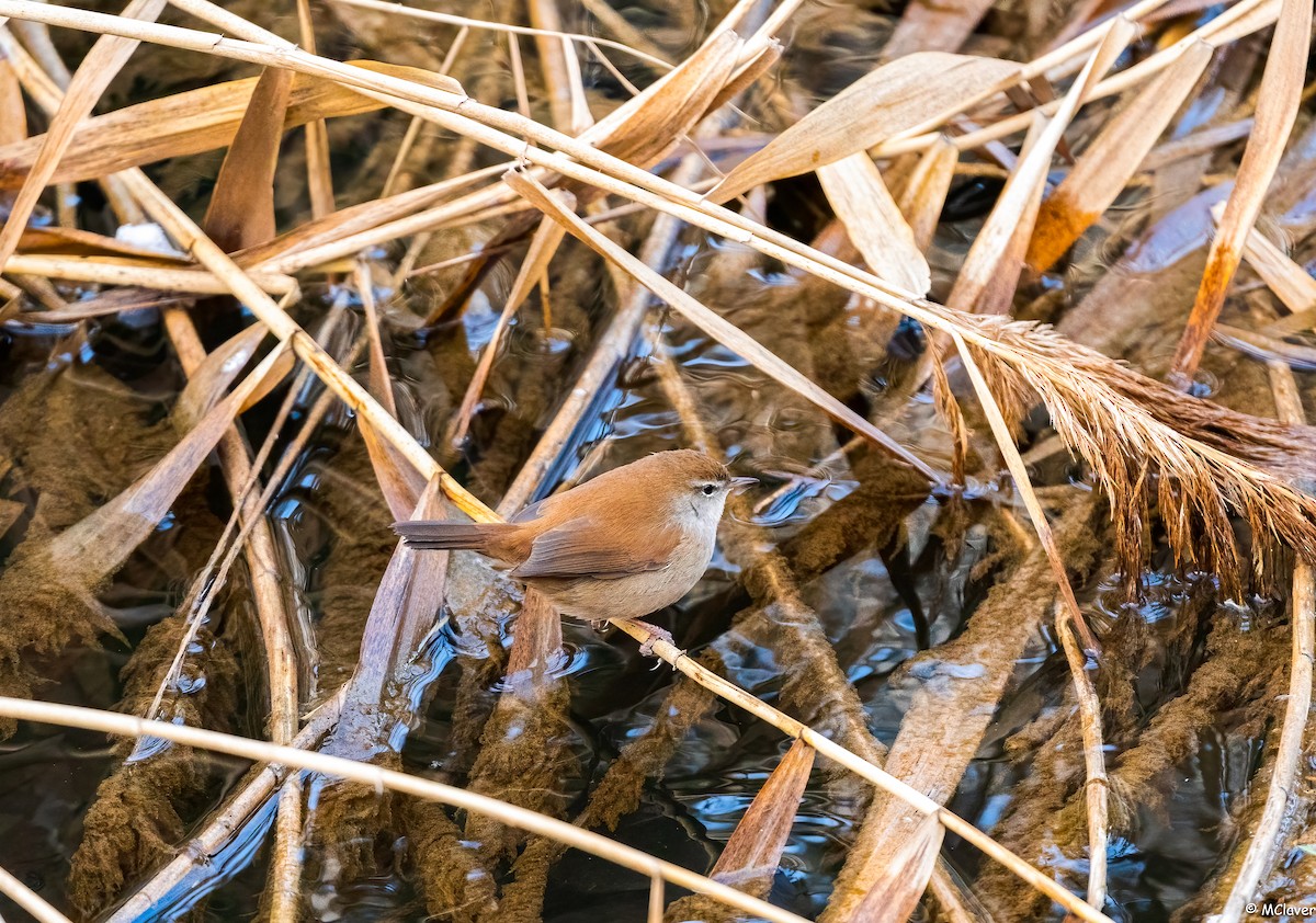 Cetti's Warbler - ML296414631