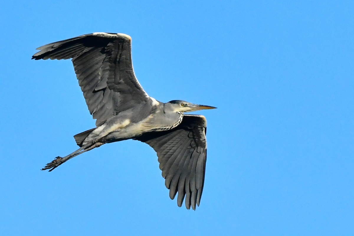 Gray Heron - ML296414681