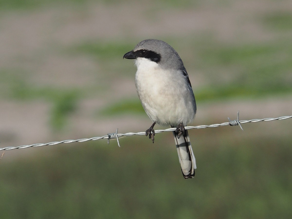 Loggerhead Shrike - ML296414841