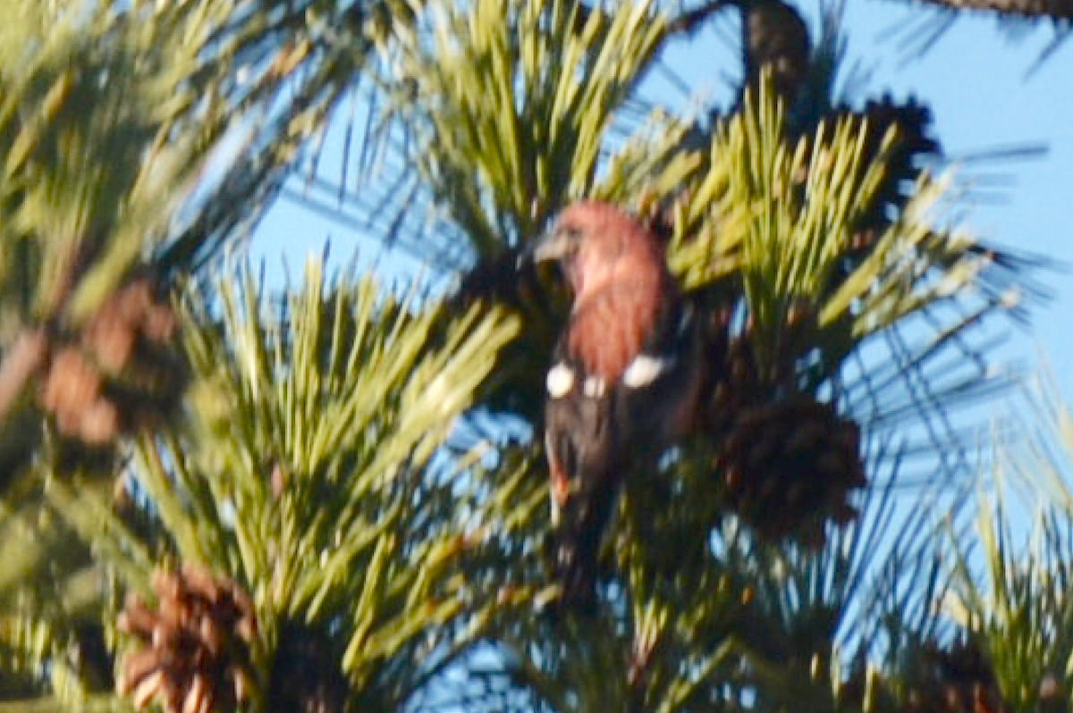 White-winged Crossbill - ML296415541