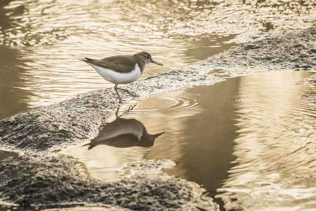 Common Sandpiper - ML296417281