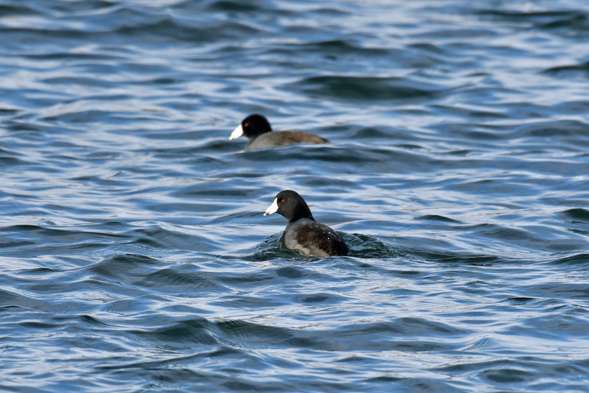 American Coot - Tina Alianiello  🦜