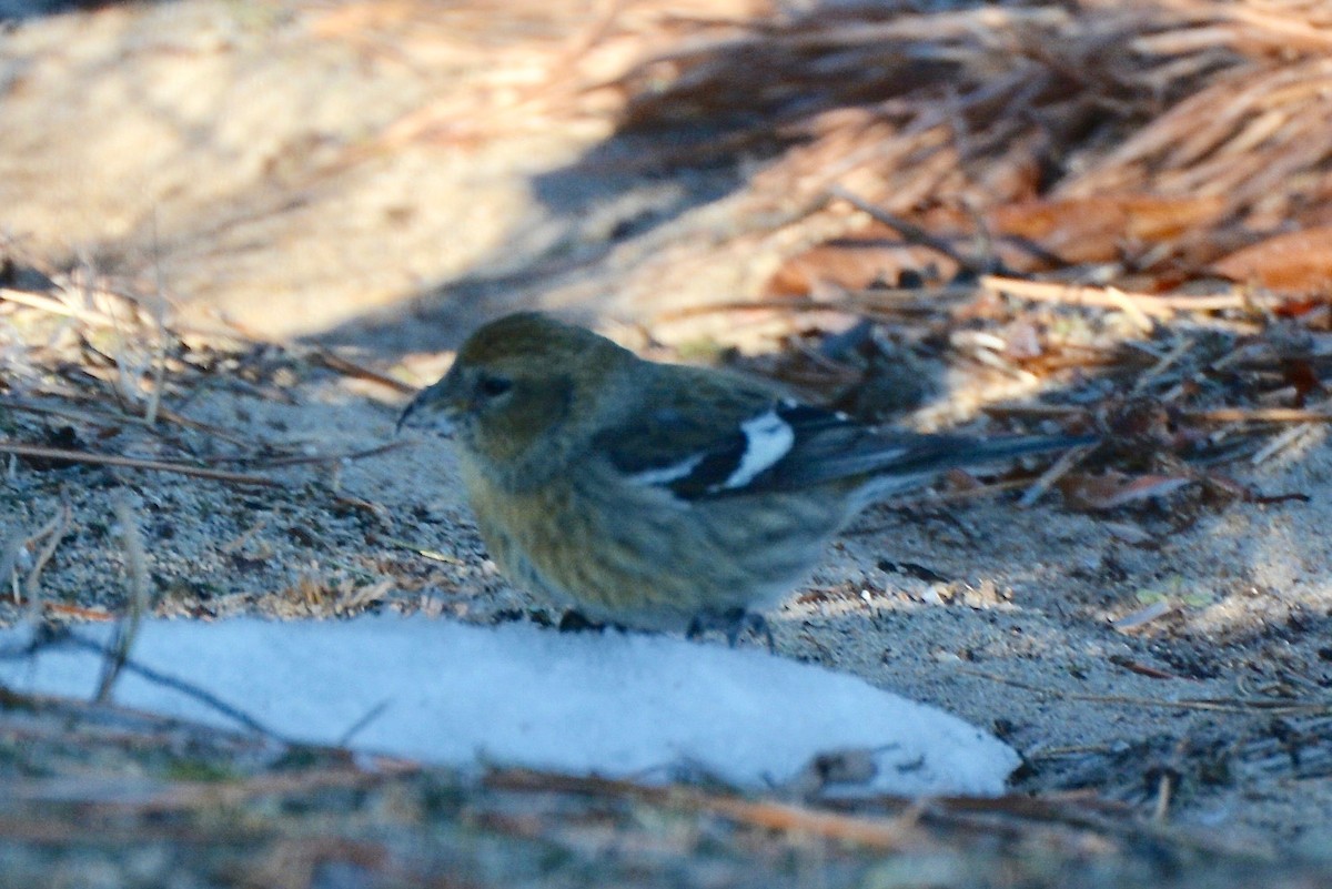 White-winged Crossbill - ML296418611