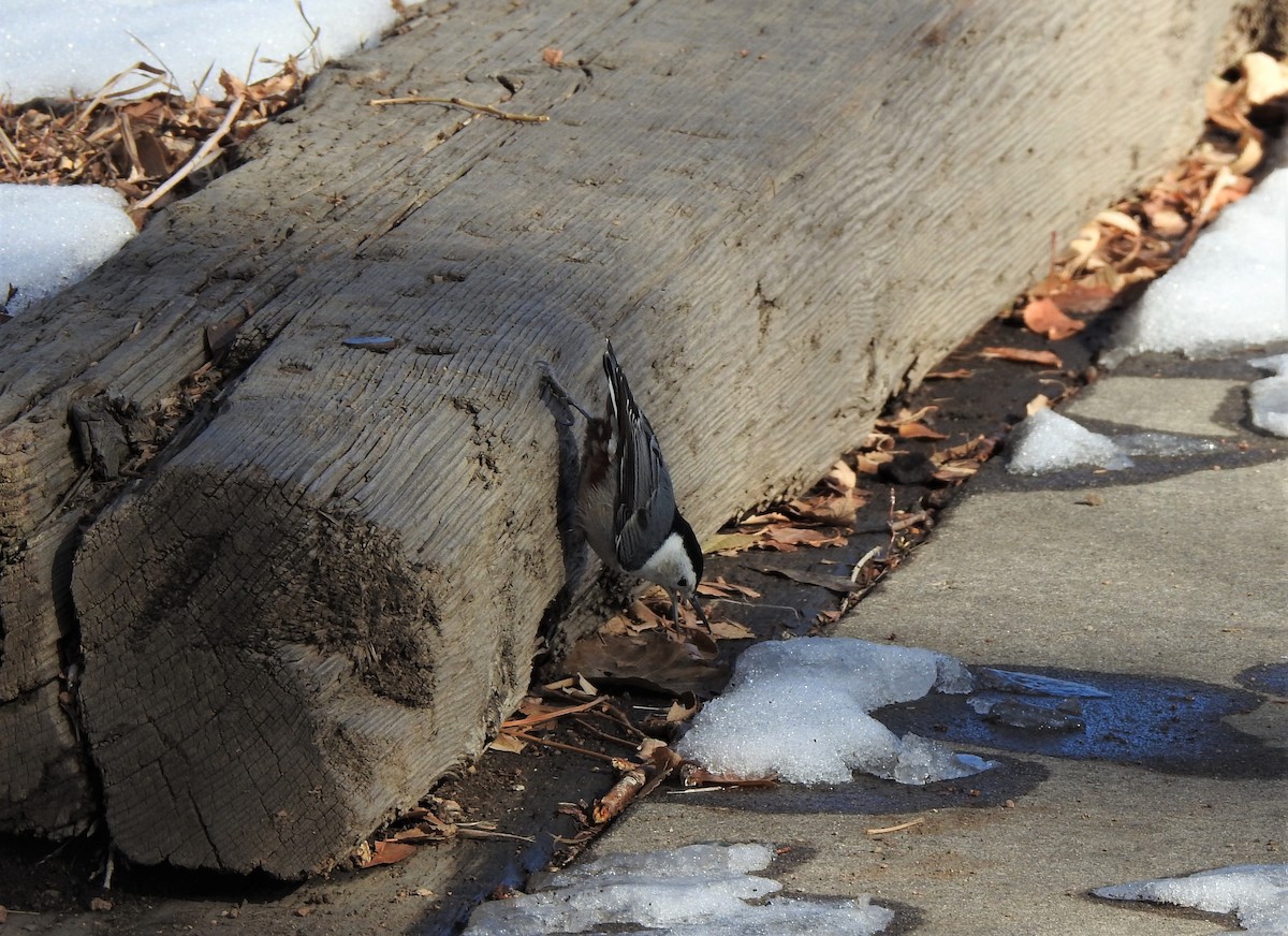 White-breasted Nuthatch (Interior West) - ML296419091