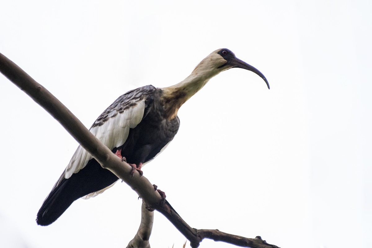 Buff-necked Ibis - ML296420291