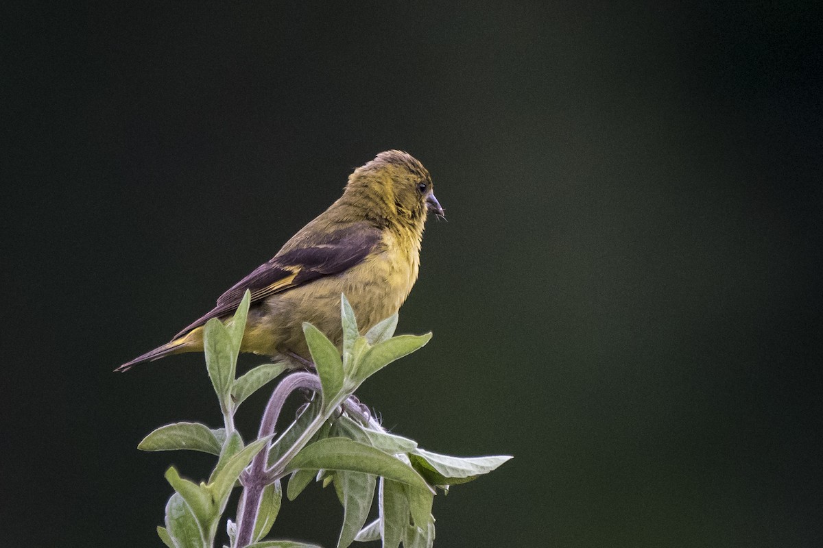 Hooded Siskin - ML296420511