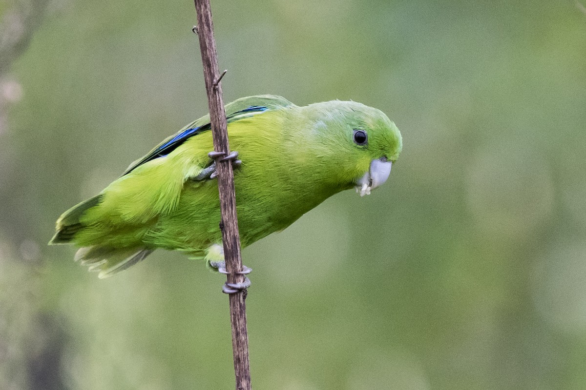 Cobalt-rumped Parrotlet - ML296420631