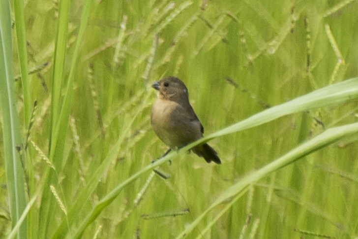 Semillero (Sporophila) sp. - ML296420761