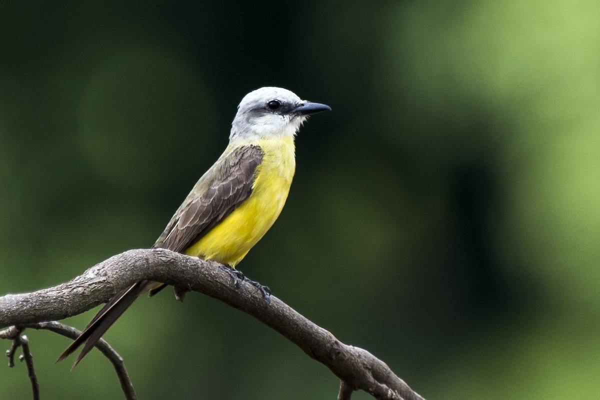 White-throated Kingbird - ML296420891